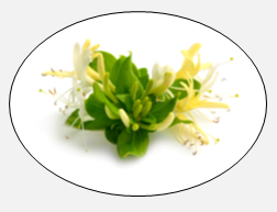 honeysuckle